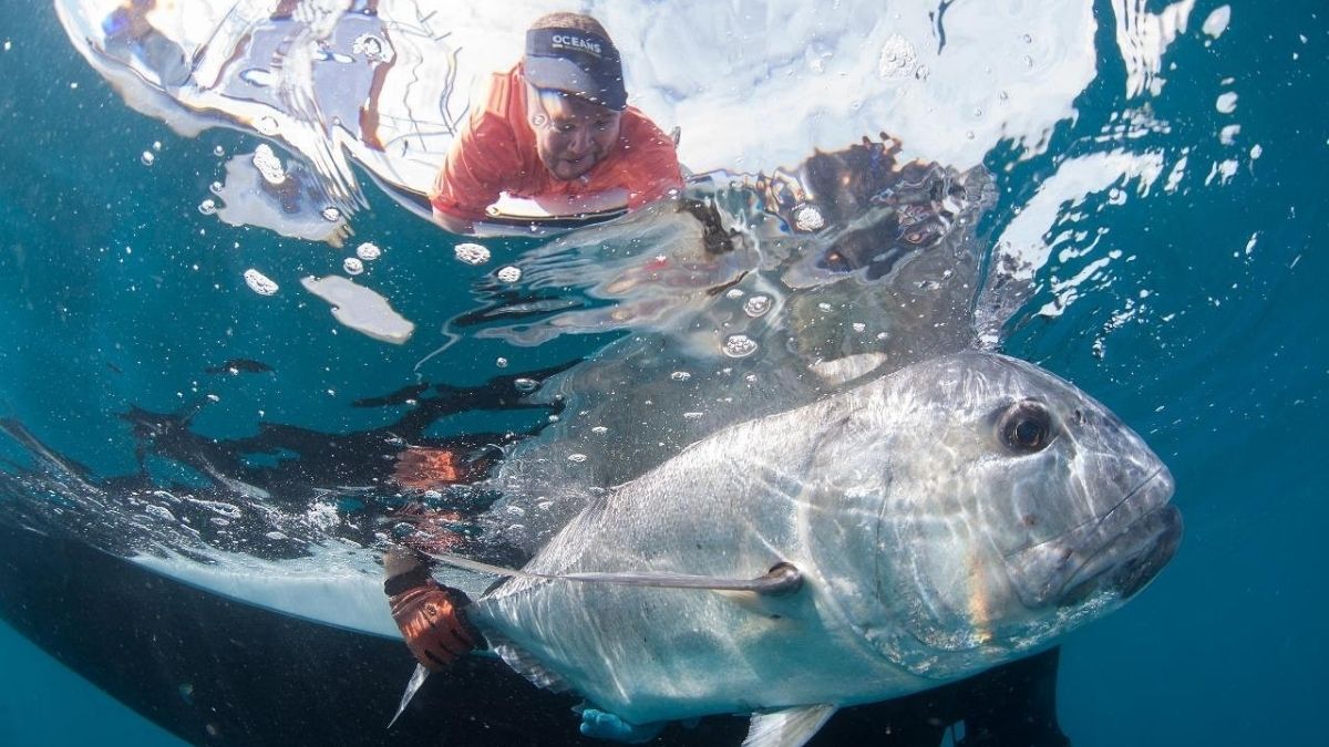 Scientist tag fish in southern Africa for research conservation