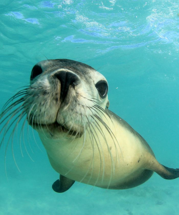 Curious sea lion gazing at the camera in Galápagos waters, Pelorus Yachting 2026 luxury wildlife yacht adventure.