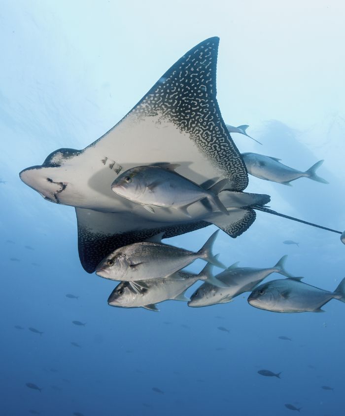 School of manta rays gliding over clear Galápagos waters, Pelorus Yachting 2026 luxury expedition with immersive marine encounters.