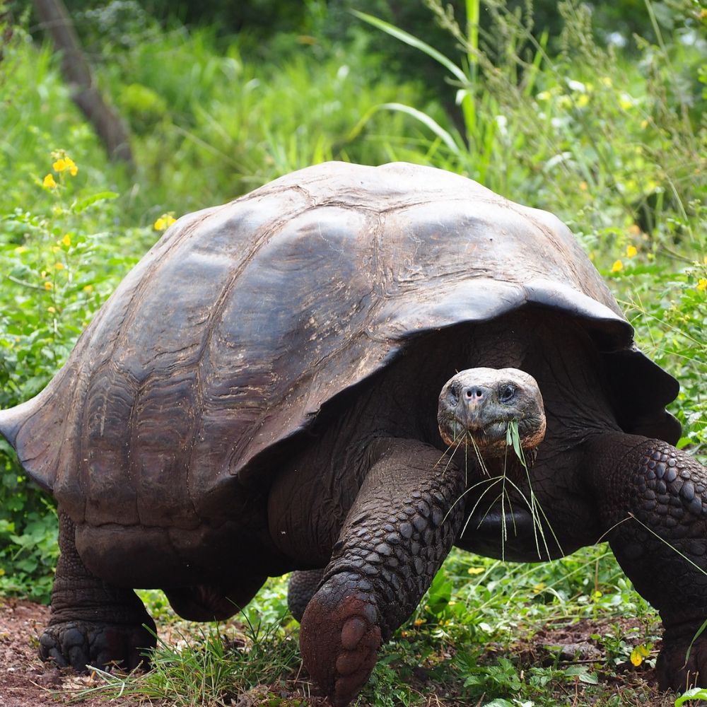 Giant Galápagos tortoise walking across green terrain. Pelorus Yachting 2026 premium wildlife yacht expedition.