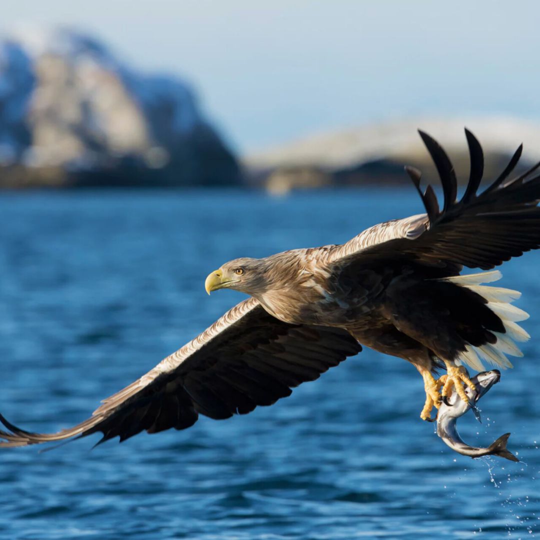 Eagle soaring over the Norwegian fjords with a fish