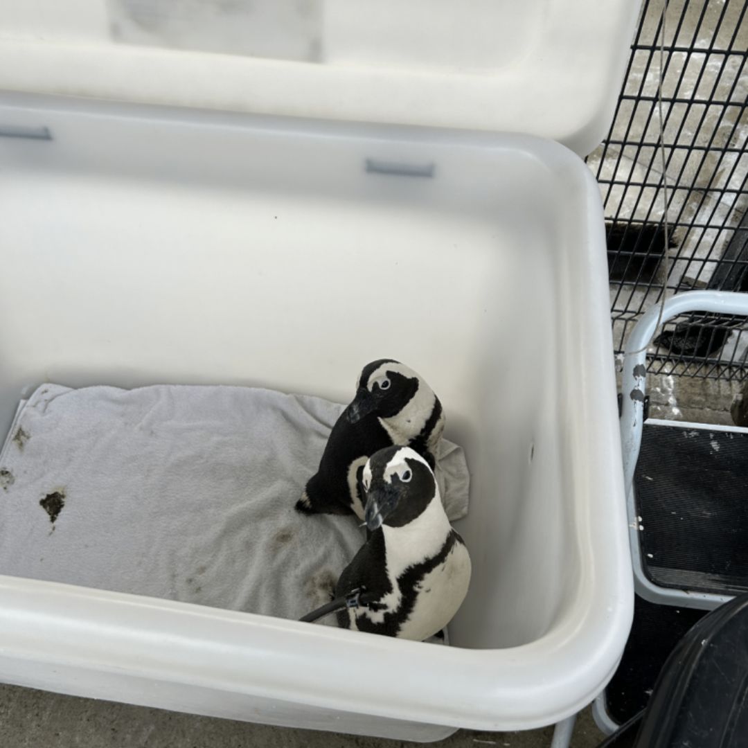 Guests gaining rare insights into penguin behaviour with a penguinologist