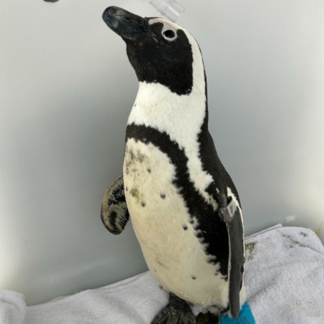 Guests gaining rare insights into penguin behaviour with a penguinologist
