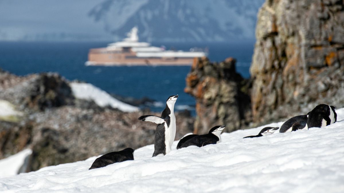 Guests gaining rare insights into penguin behaviour with a penguinologist