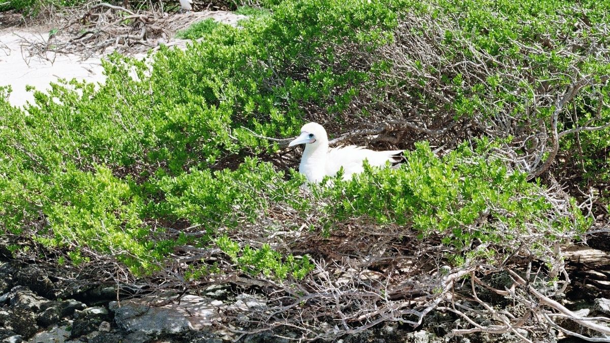 Seychelles Yacht Expedition, bird watching in the Seychelles Outer Islands
