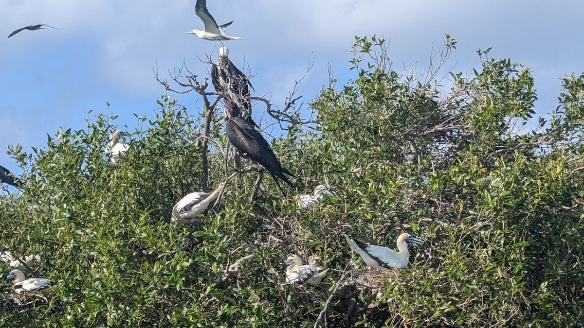 Birdlife in the Outer Islands of the Seychelles