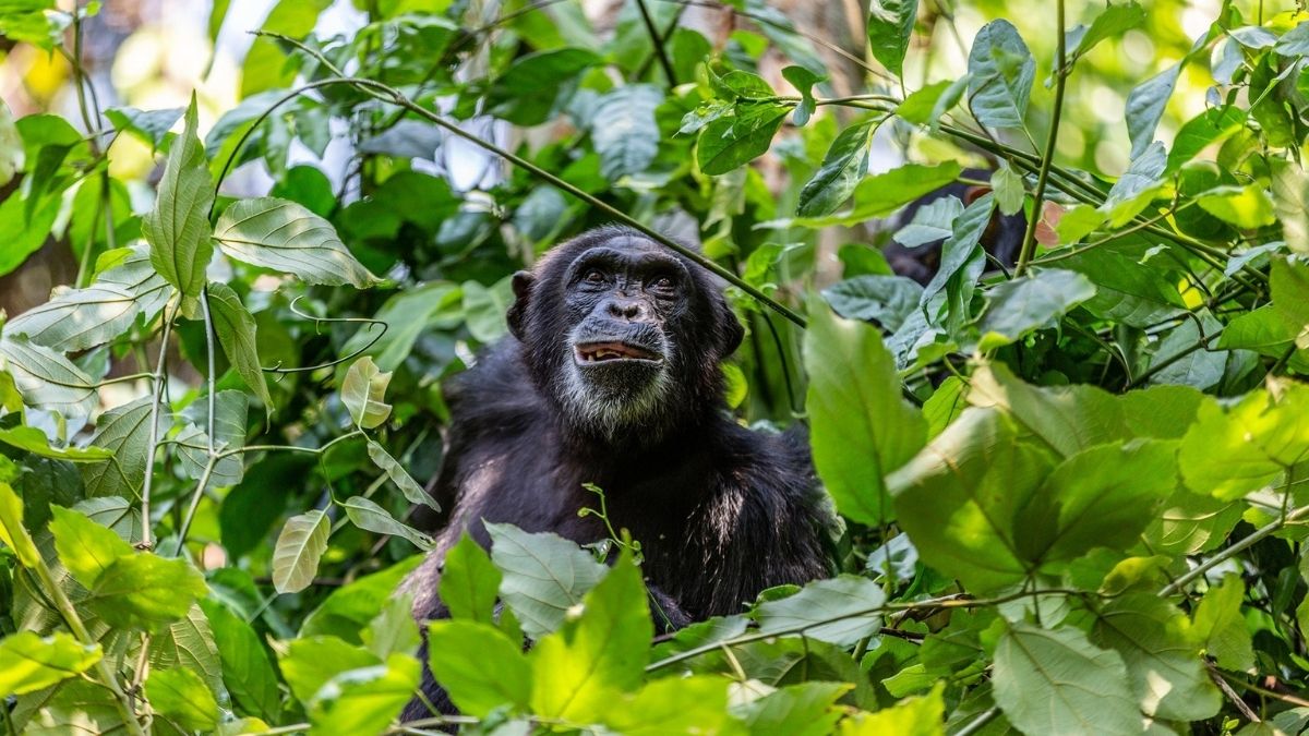 Chimp sat in the trees in Tanzania