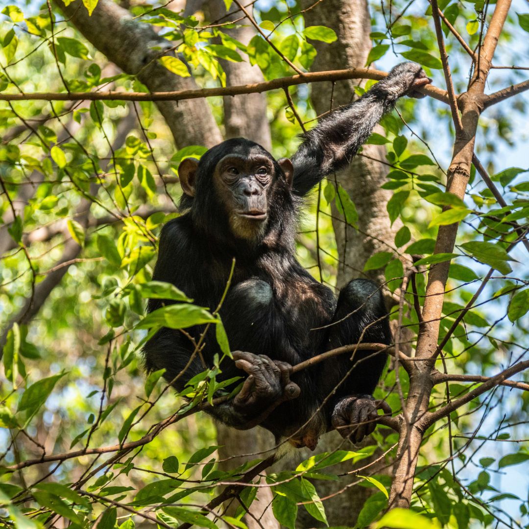Chimp in the trees in Tanzania