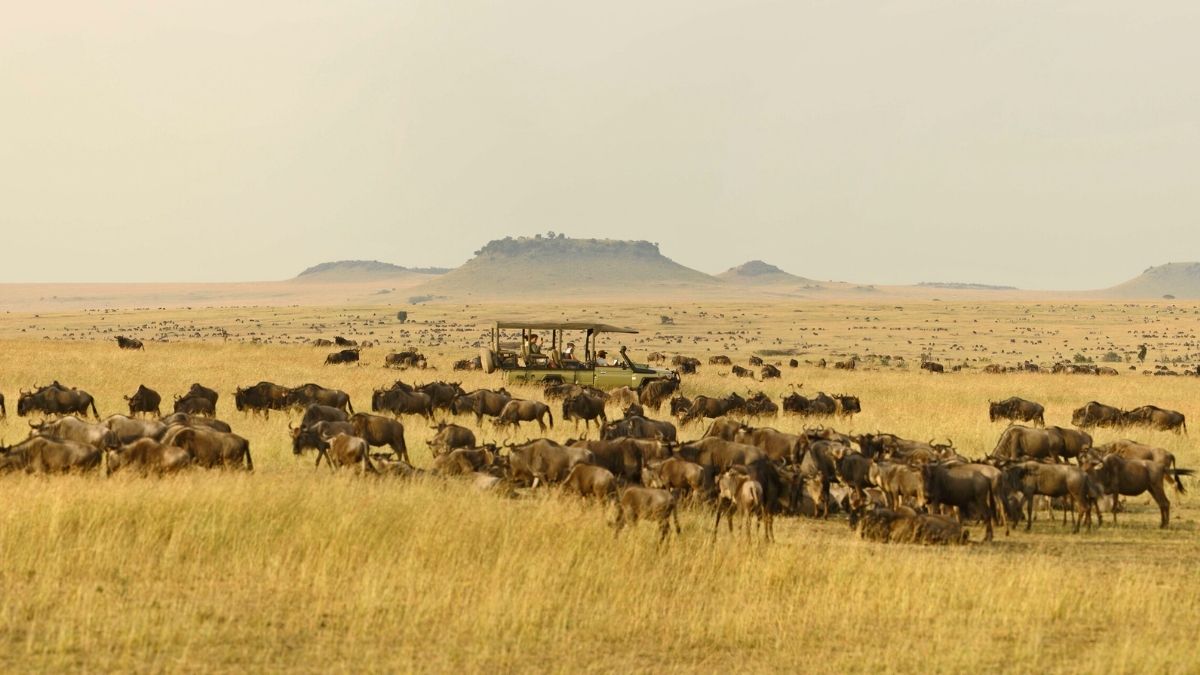 Wildebeest herd safari in Tanzania