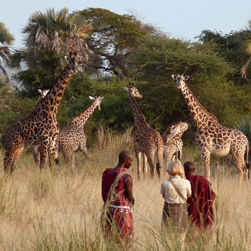 Safari group watching giraffes in Tanzania