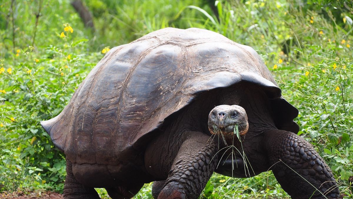 Guests assisting with giant tortoise conservation during a Galápagos yacht charter