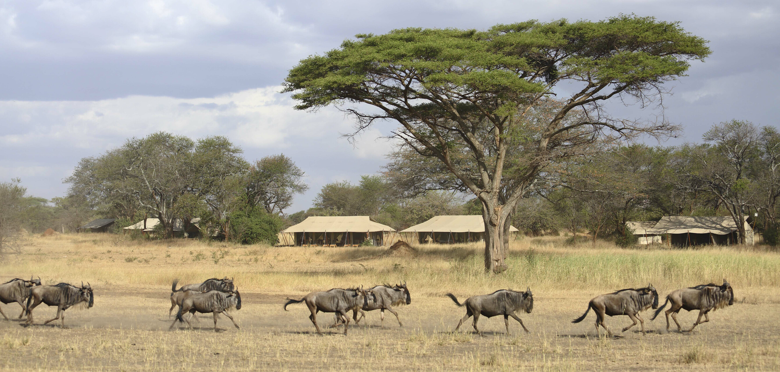 Migration running by luxury safari camp