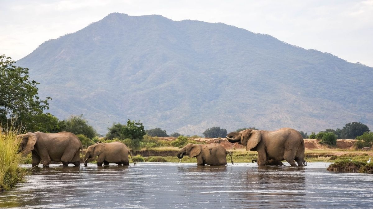 River safari in Zambia